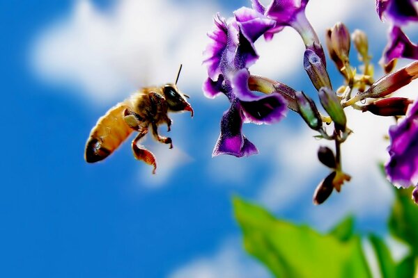 Die Biene fliegt zur violetten Blume