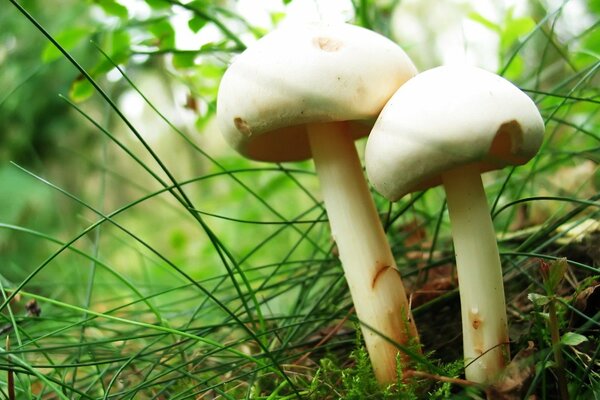 Champignons cultivés au milieu de la forêt