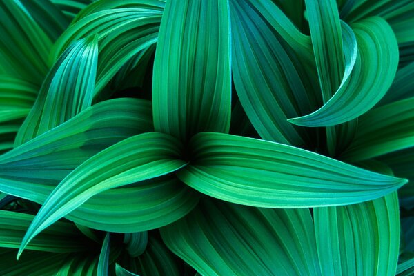 Green leaves on windows 7 wallpaper