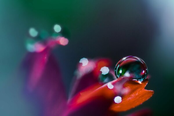 Goutte claire sur le pétale rouge