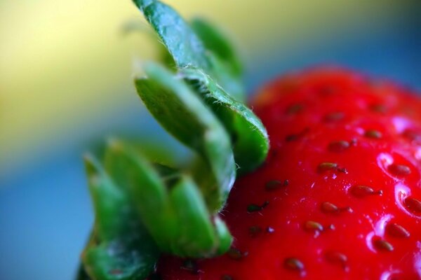 Strawberry seeds in macro photography