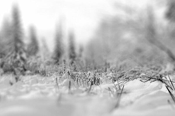 Image floue d une forêt enneigée