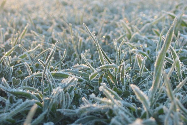 L erba verde è coperta di brina