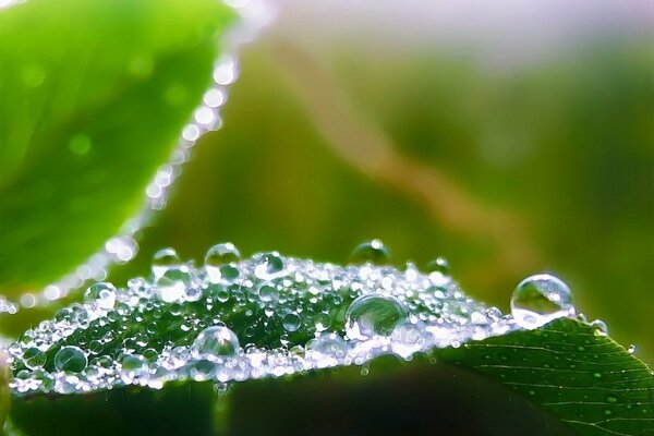 Gotas de rocío en una hoja de cerca