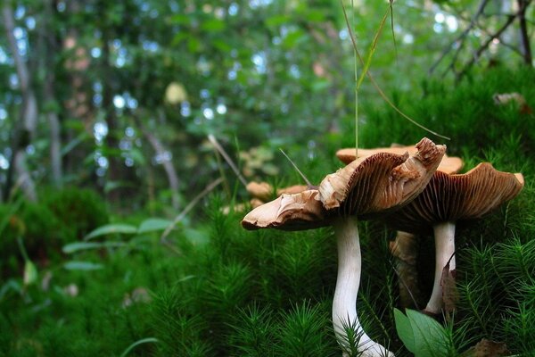 Mushrooms grow in a forest clearing