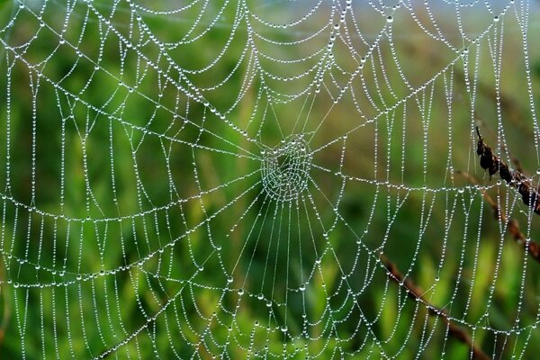 Gocce di pioggia su fili di ragnatele