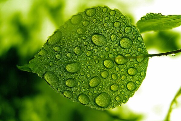 Hoja verde. Gotas de agua en la hoja