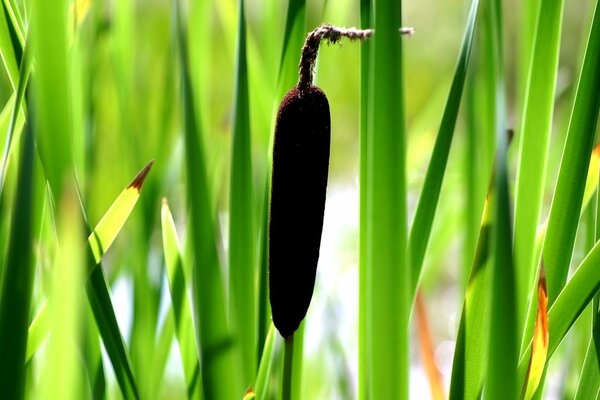 Juncos en la hierba verde