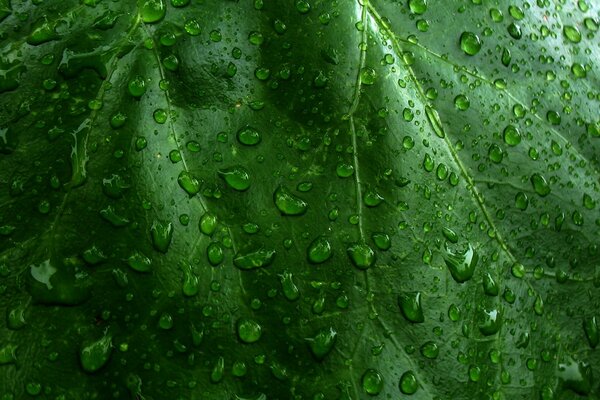 Molte gocce su una foglia verde