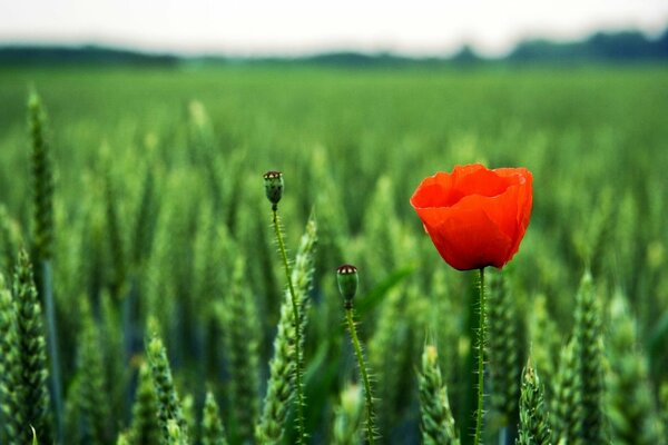 Pavot en fleurs dans un champ vert