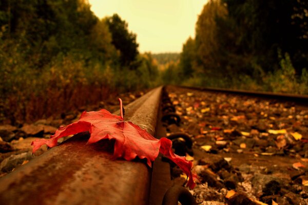 Foglia d autunno su rotaia. La strada che va in lontananza