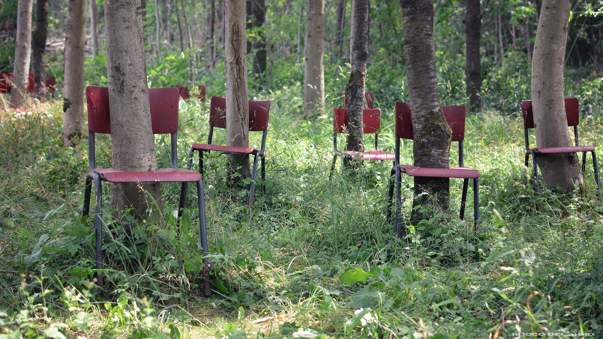 bäume stühle wald