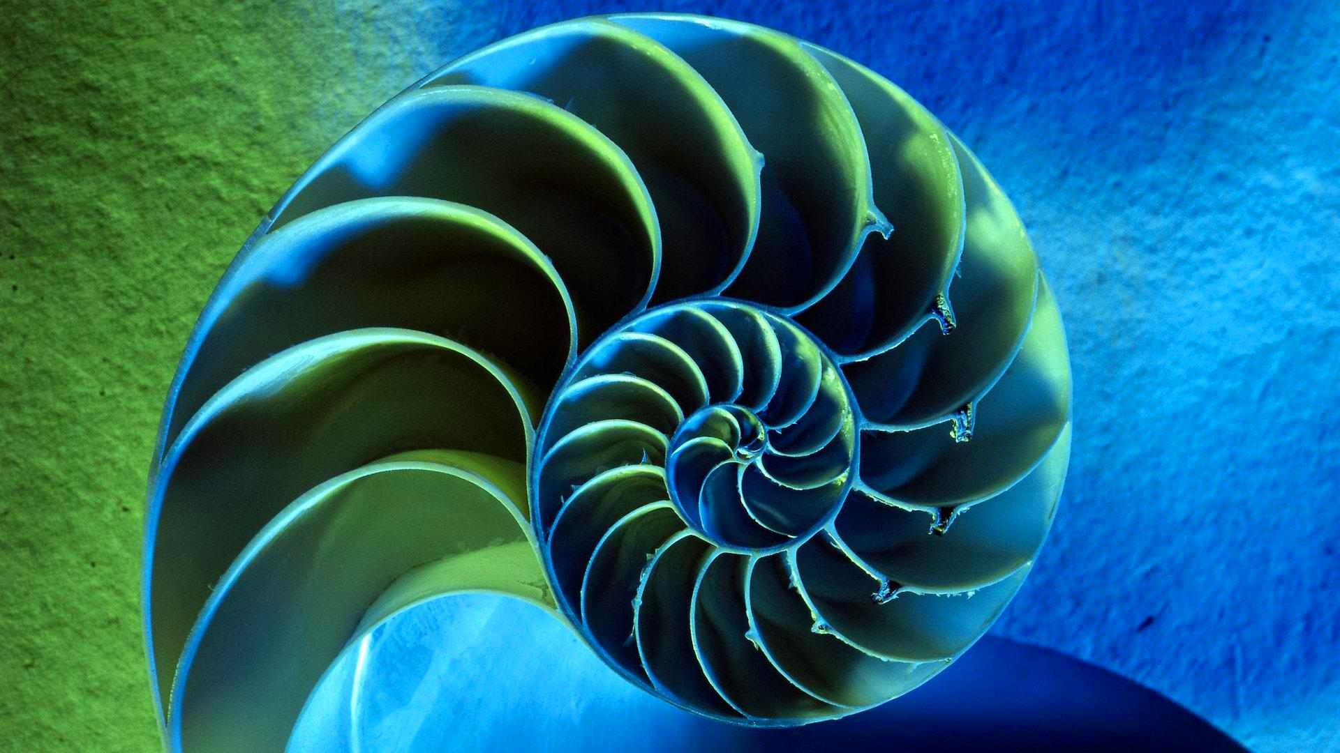 shell spirale farbe hintergrund kontrast