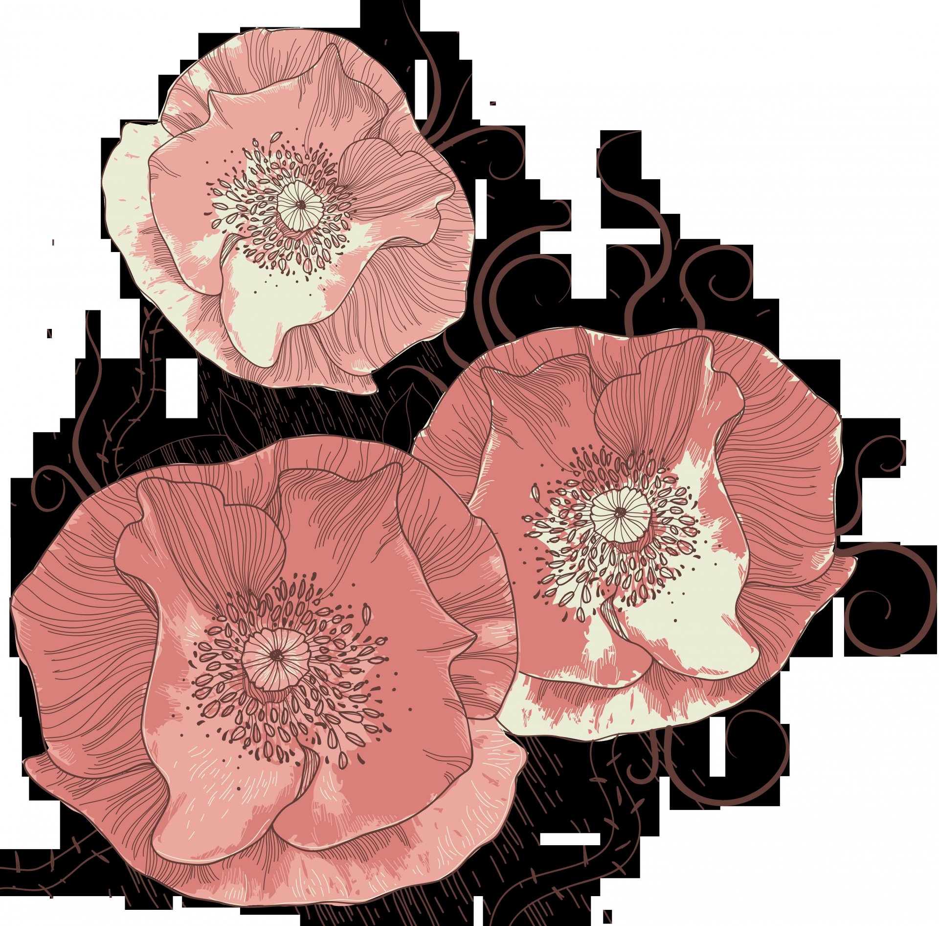 flower poppies red