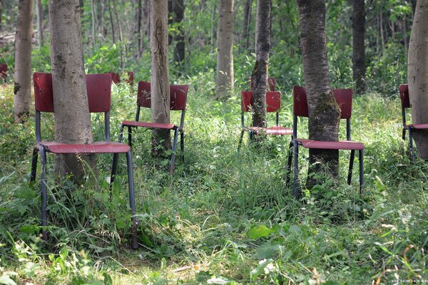 Trees with chairs in the forest