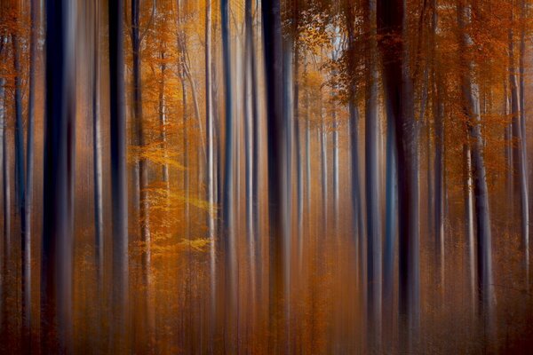 Autumn forest among the rays of the sun