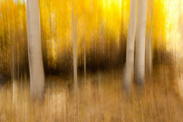 Golden autumn in the forest