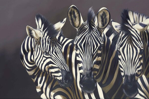 Bild von drei Zebras auf dunklem Hintergrund