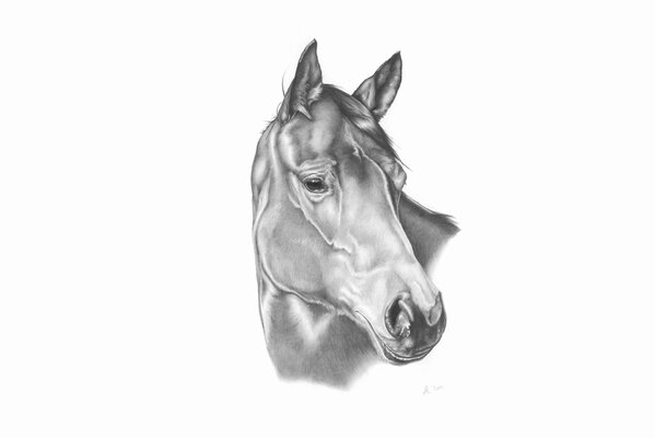 Disegno a matita sguardo rattristato del cavallo 