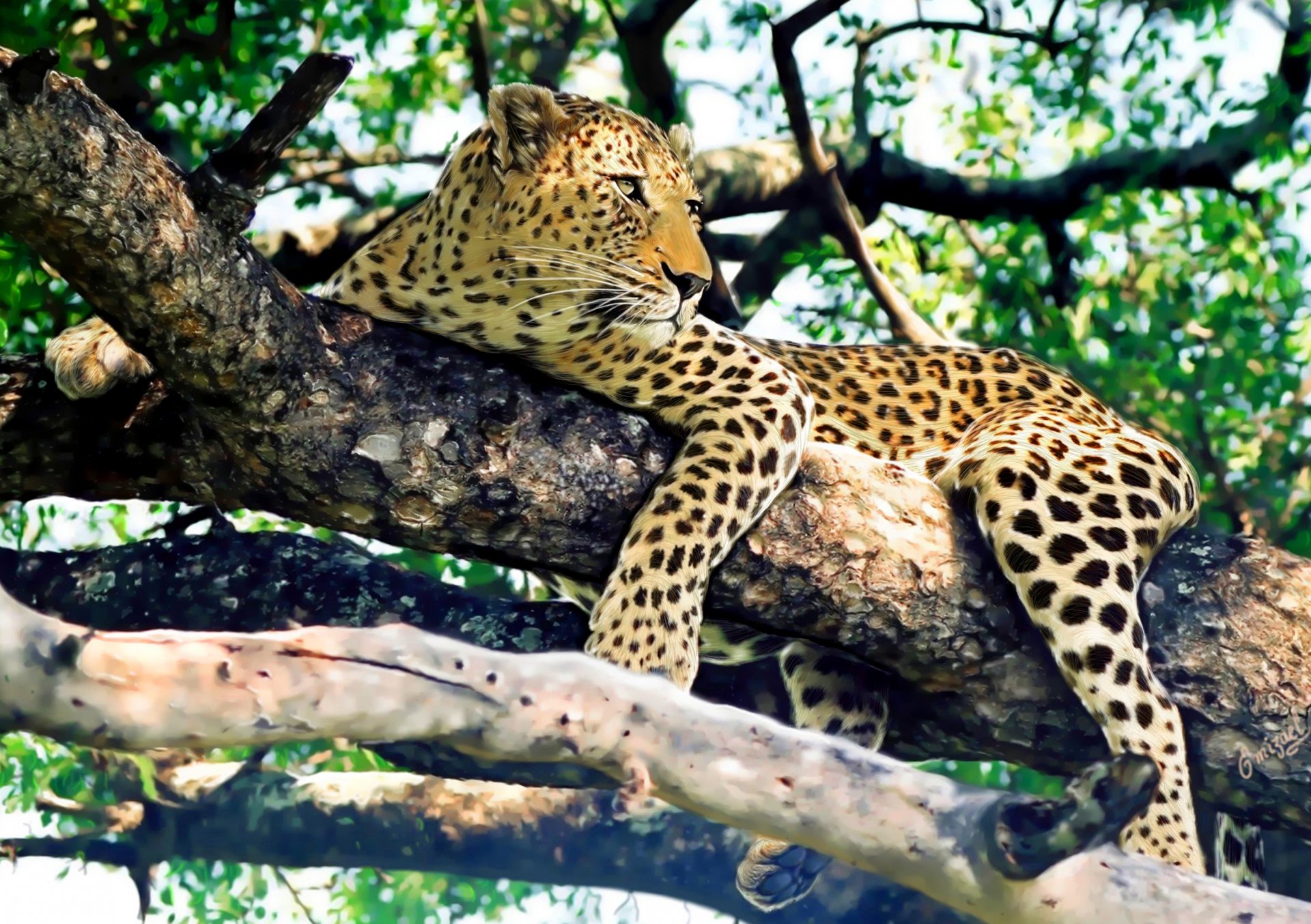 leopardo árbol descanso mirada depredador