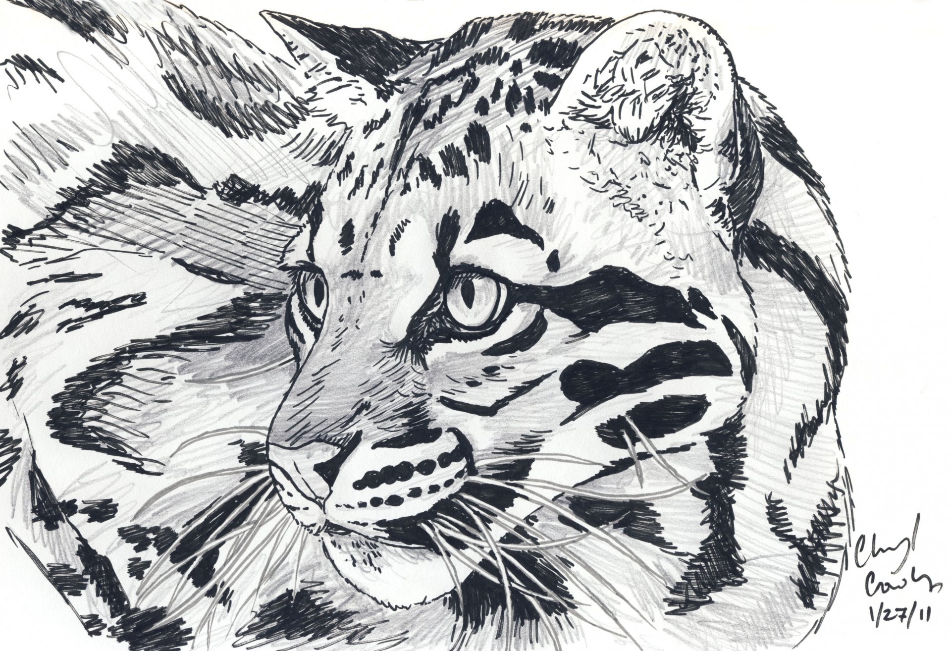 kunst bleistift tier raubtier leopard blick schnurrbart augen