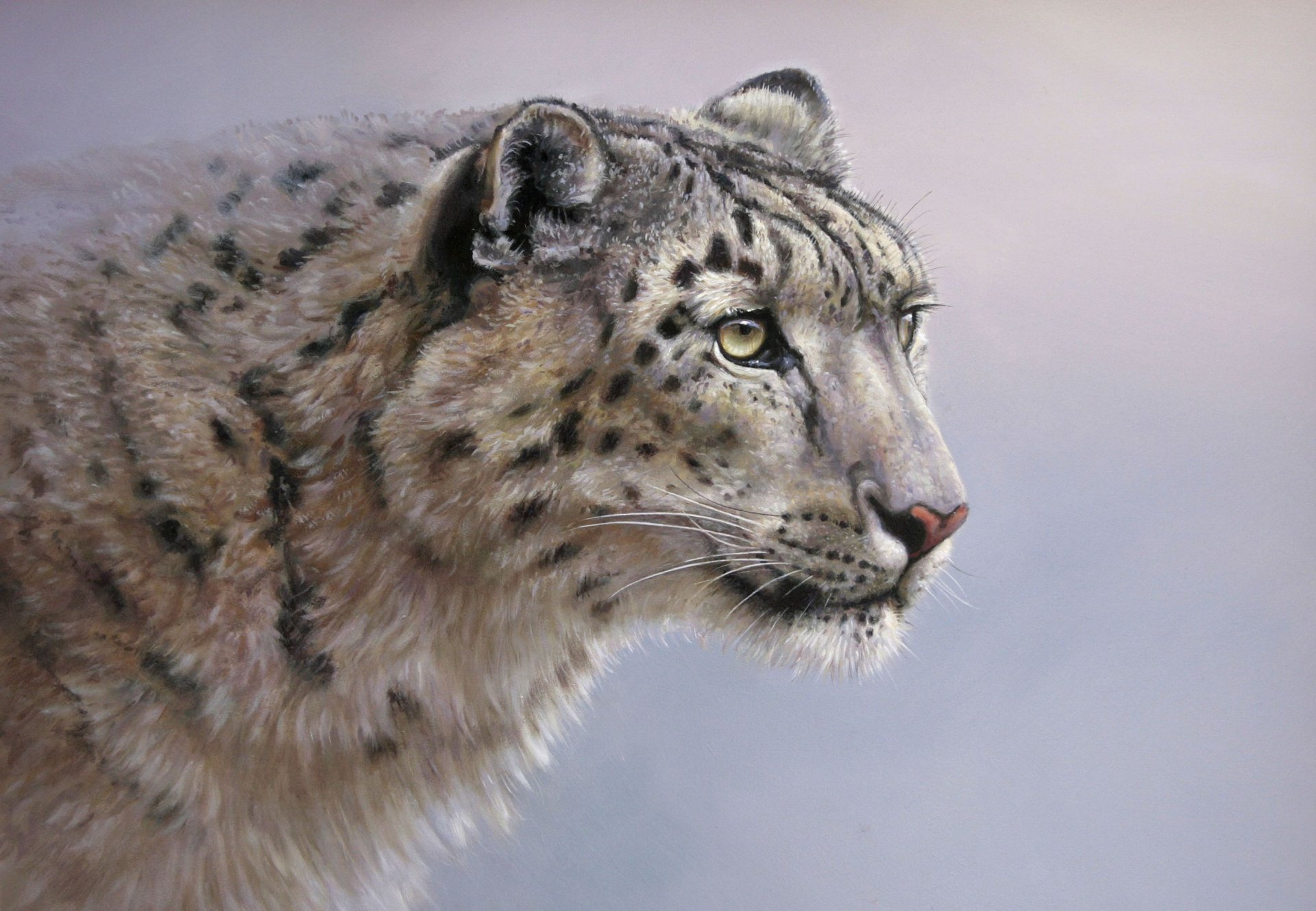 immagine arte colin richens leopardo delle nevi irbis gatto selvaggio predatore vista sfondo