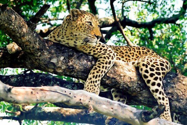 Un elegante leopardo descansa en un árbol