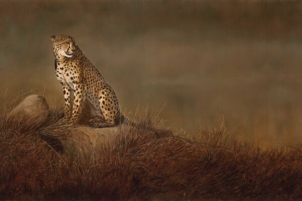 Léopard dans la steppe sur une promenade