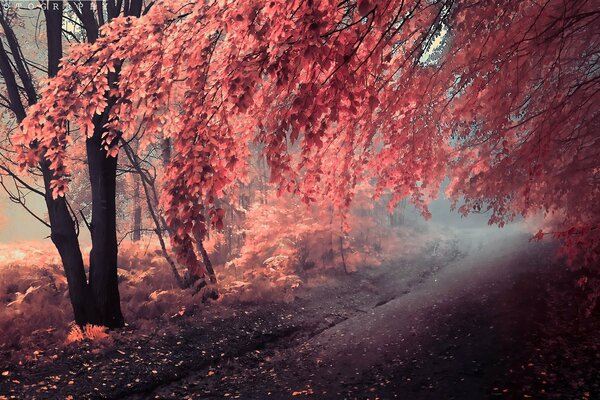 Der Herbst trug die Bäume in Rot