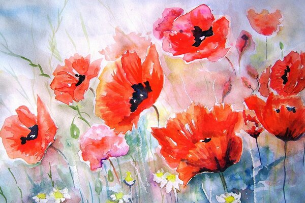 Drawing of red poppies large