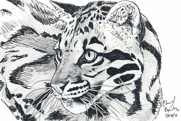 Dibujo a lápiz de tigre en blanco y negro