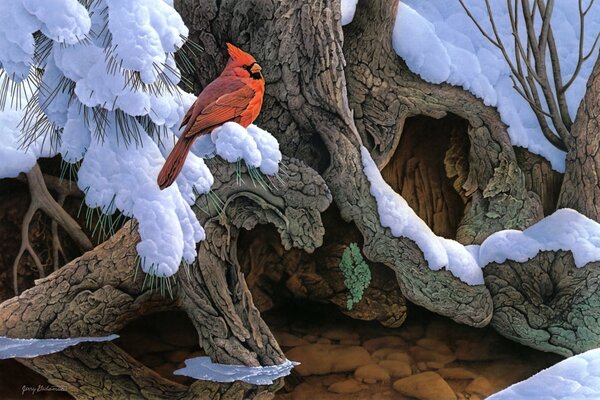 Alberi di neve zampa ciuffolotto immagine