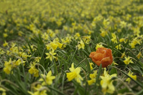 Ein Feld von Narzissen und ein Mohn