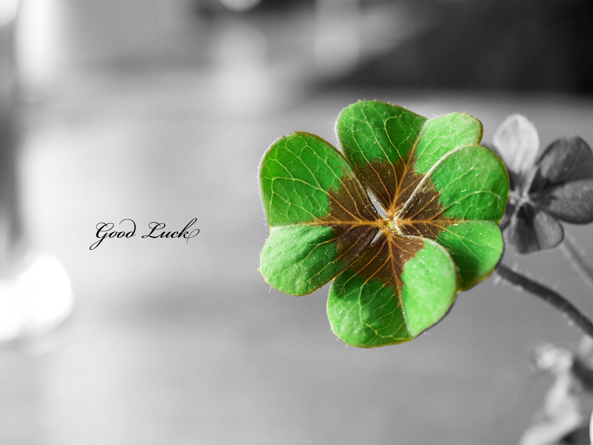 good luck inscription clover