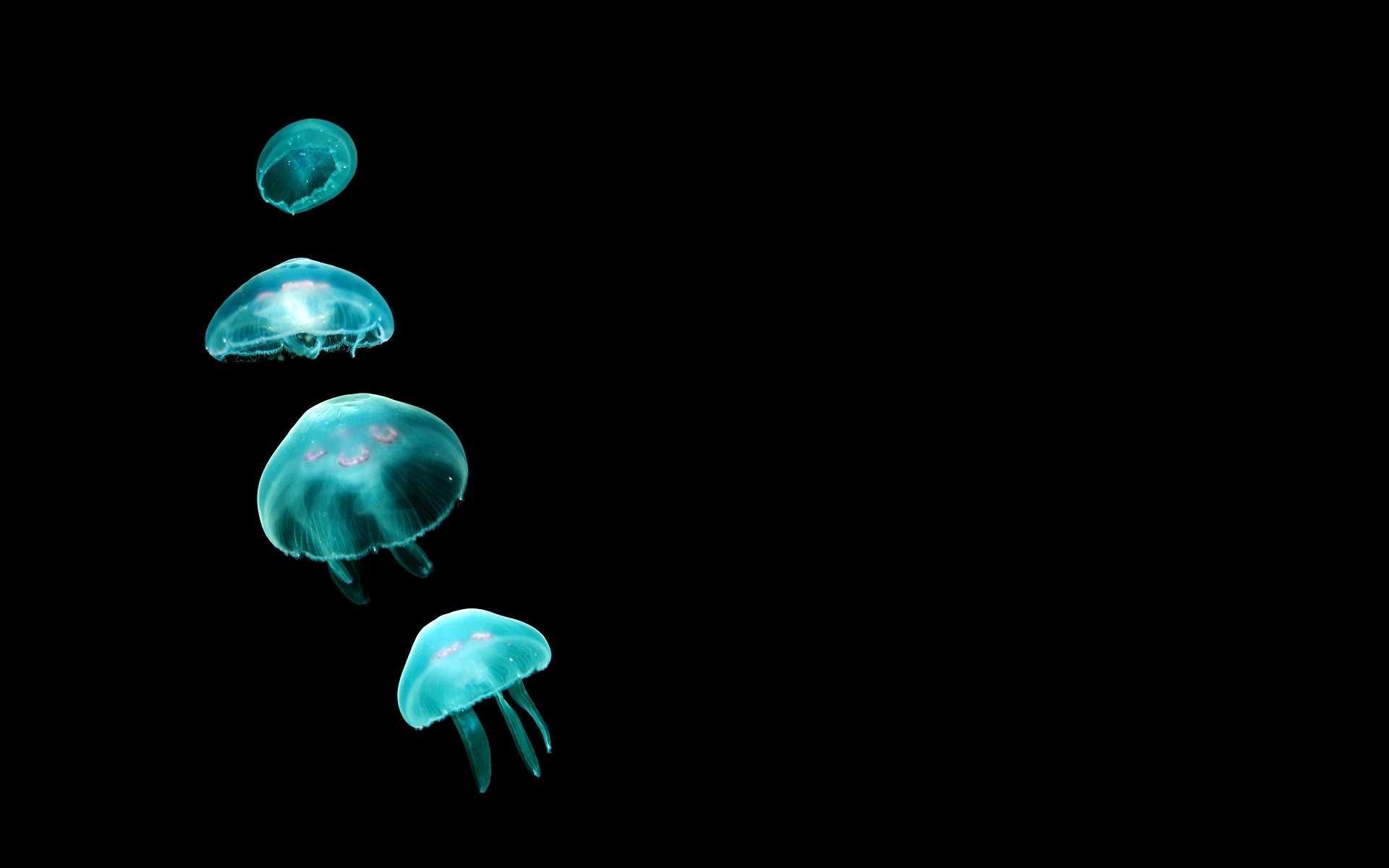 minimalismo pareti minime meduse 1920x1200