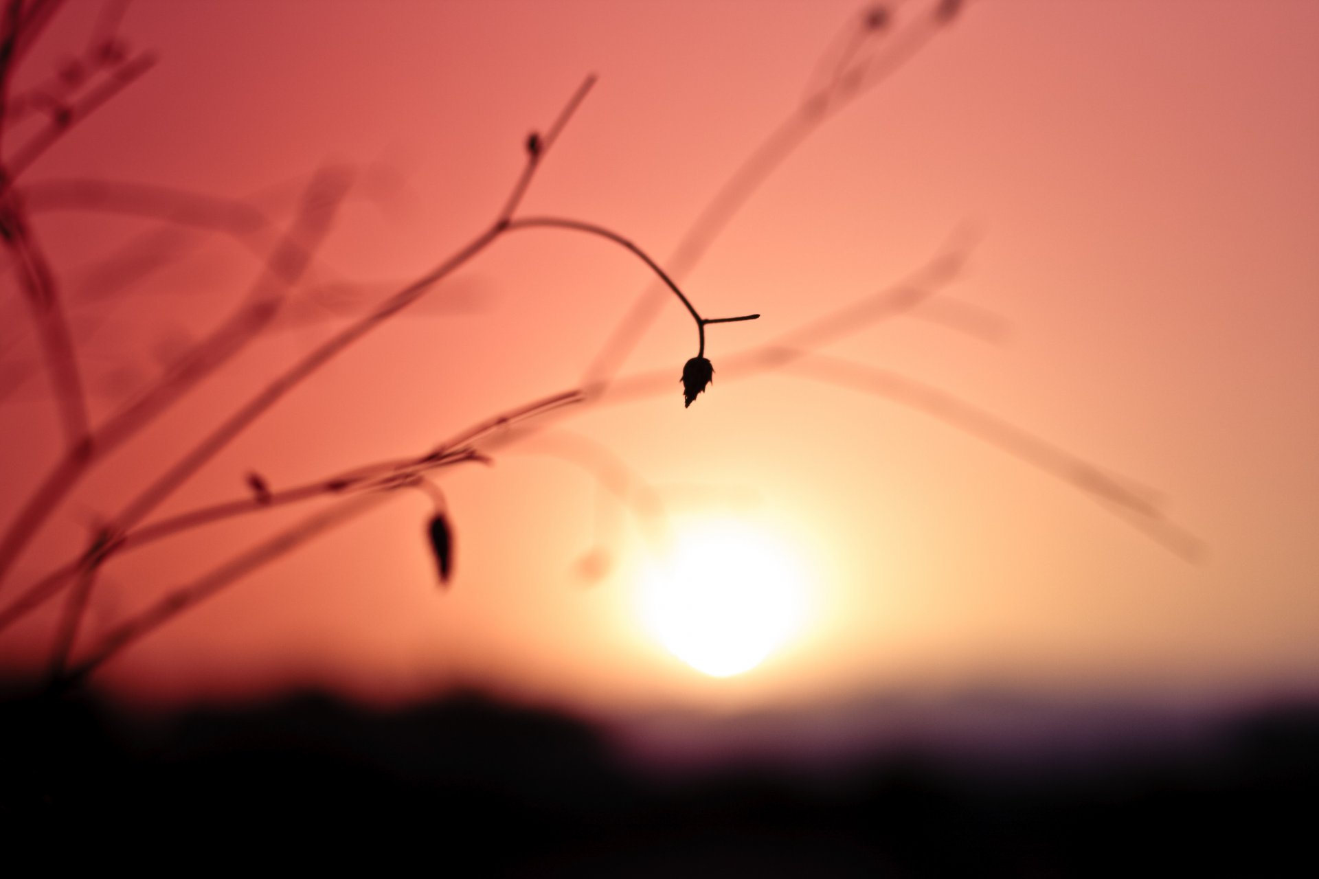 plant dry flowers piece branch sky flowers sunset sun the distance blur close up