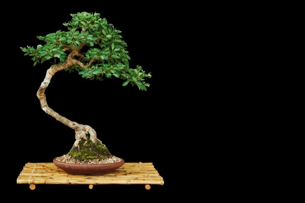 Bonsai in Goshka sfondo nero