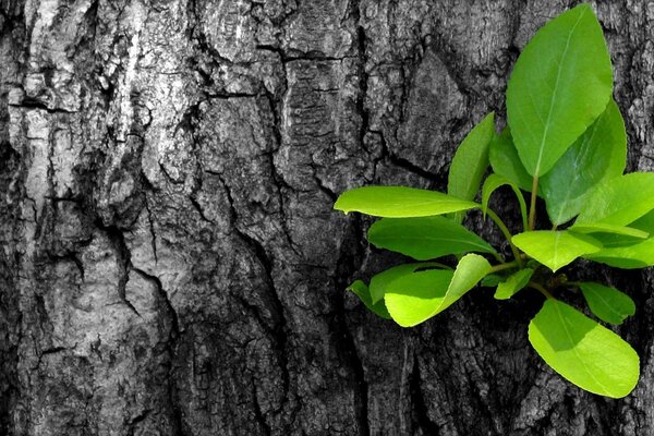 Germoglio di foglie verdi su un albero