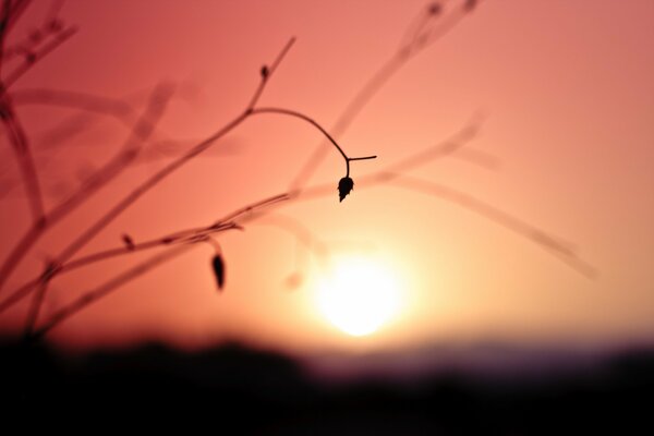 Trockenblüte vor dem Hintergrund des Sonnenuntergangs