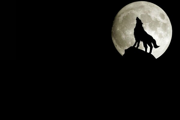 Noche, Luna, silueta de lobo, lobo aullando a la Luna