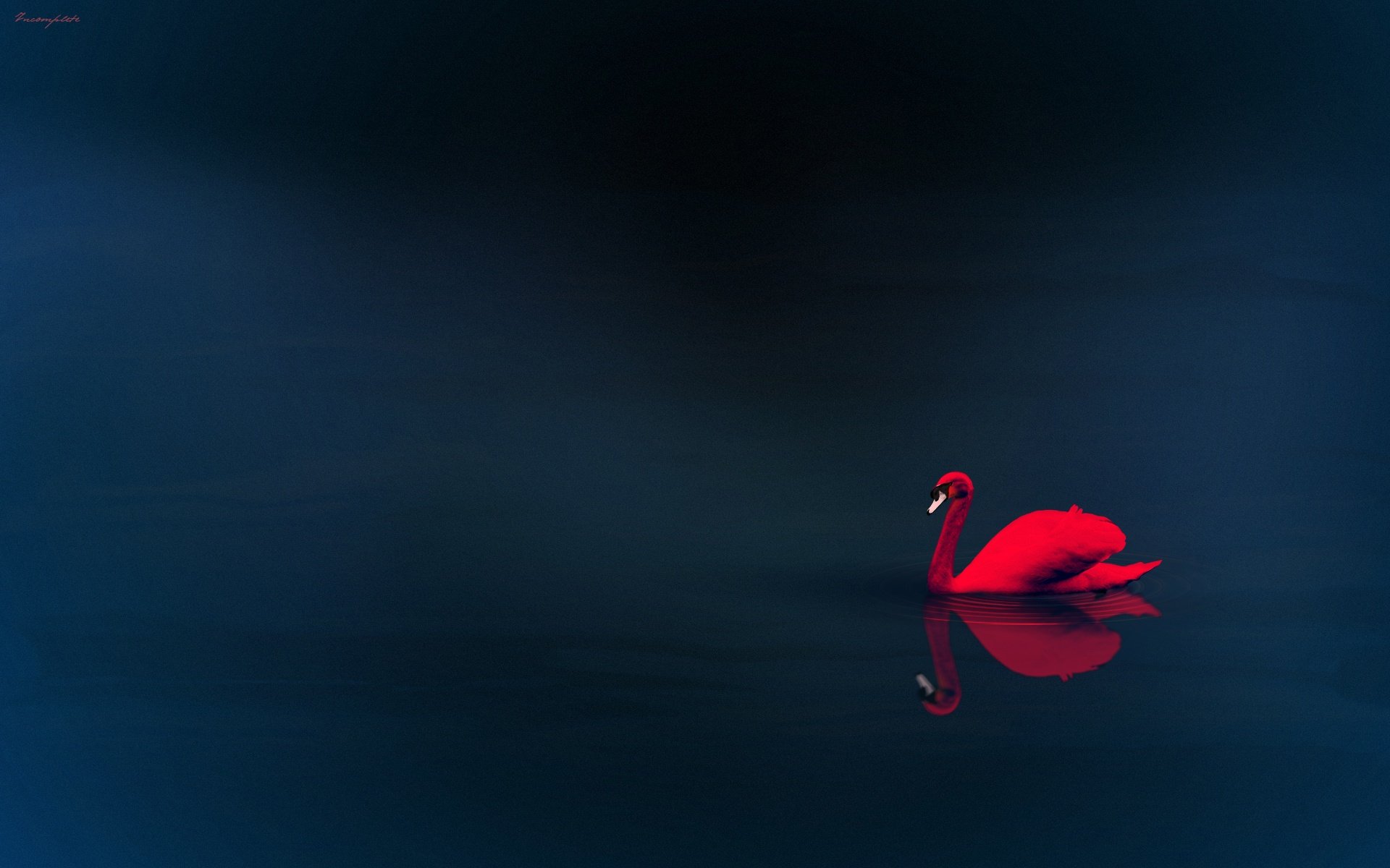 cygne rouge réflexion eau