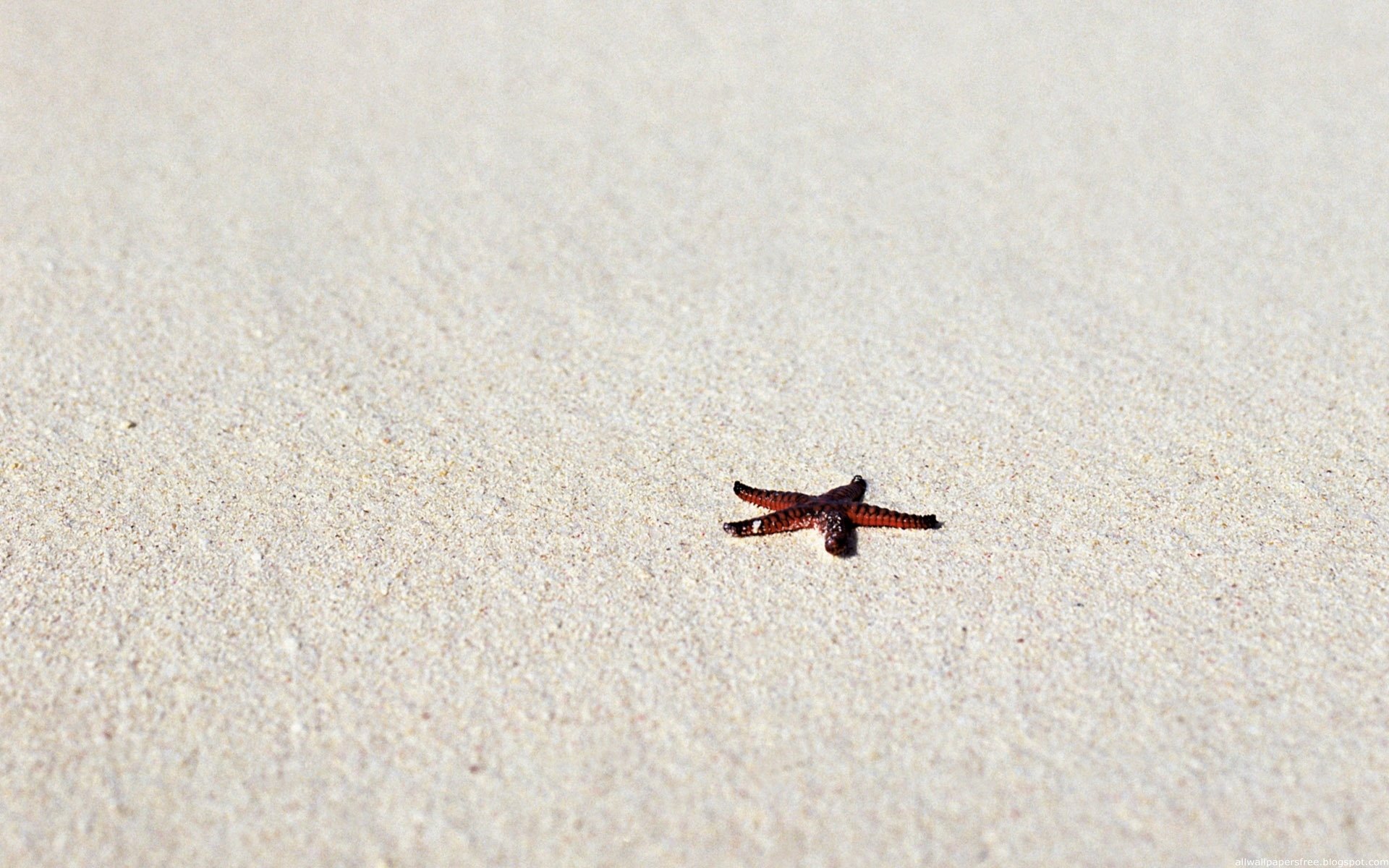 strand meer stern