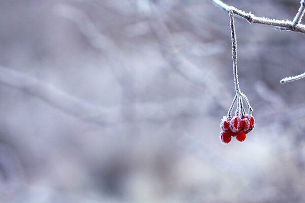 A sprig of red mountain ash is reddening in the snow