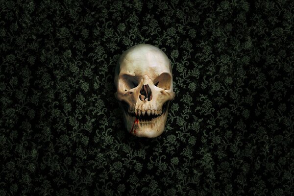 Skull on a black background