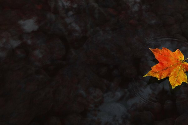 Ahornblatt im Herbst auf dem Wasser