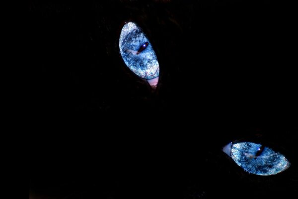 Ojos de gato azul sobre fondo negro