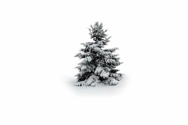 Snow-covered Christmas tree on a white background