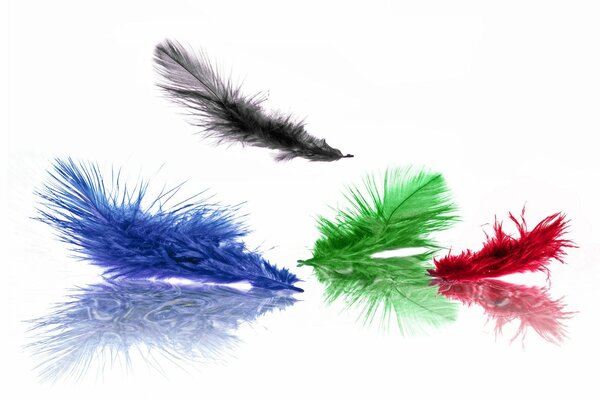 Multicolored feathers on a white background