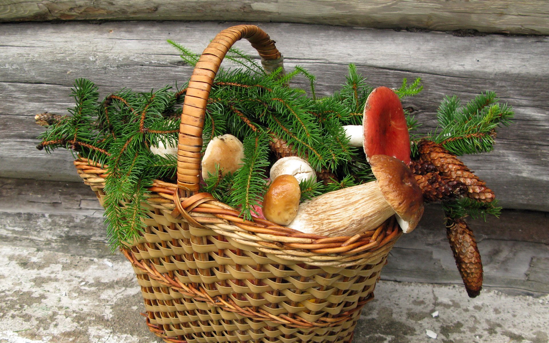 nature morte panier champignons cônes