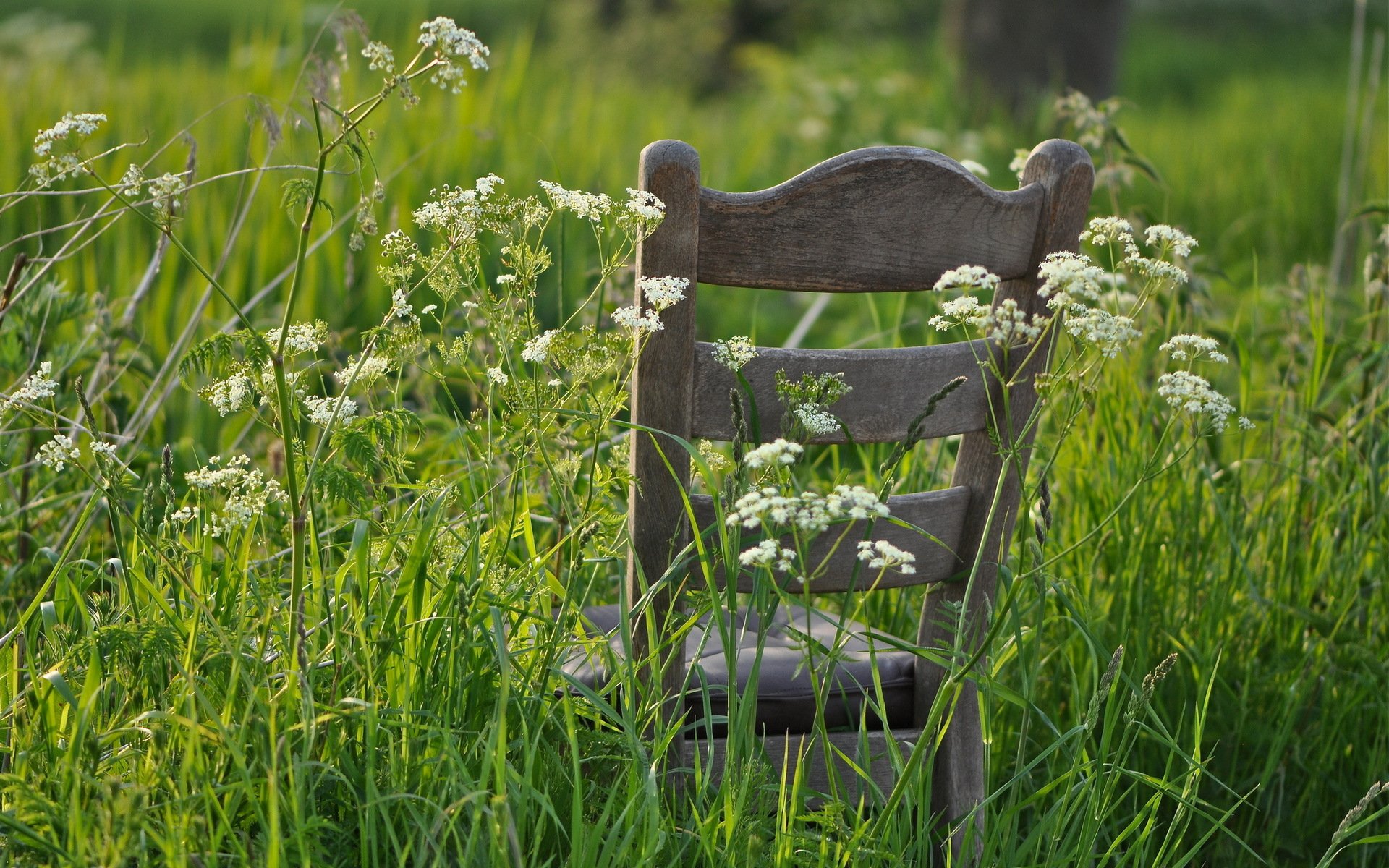 grass chair summer